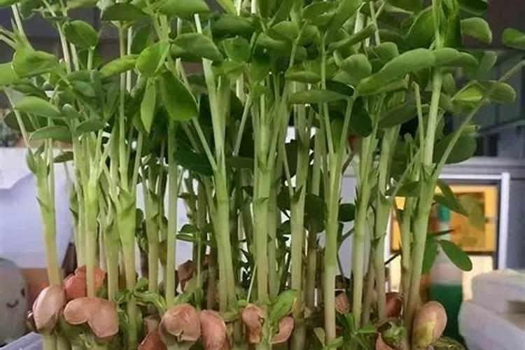 花生米养花的方法;水培花生芽怎么种植方法