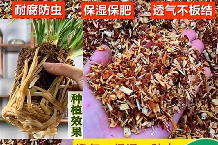 桔子花怎么养殖方法及注意事项 桔子花怎么施肥呢