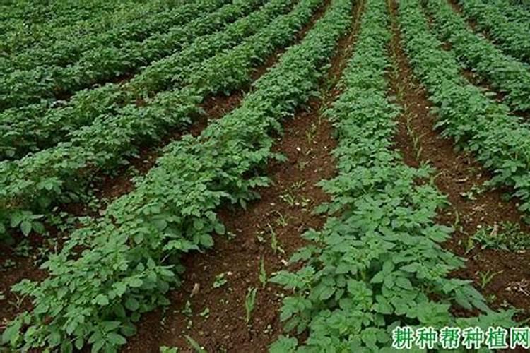 马铃薯种植时施入含氯肥较多料怎么补救？