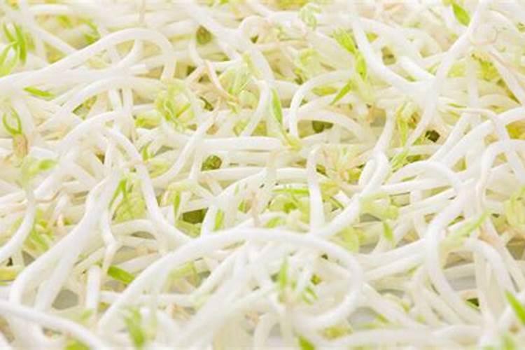 绿豆芽可以种在土里吗 绿豆芽能种在土里吗