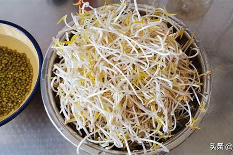 绿豆芽可以种在土里吗 绿豆芽能种在土里吗