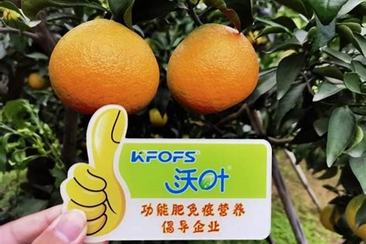 种柑橘用什么肥料最好