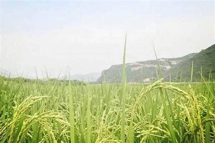 桃树早春施肥浇水,有什么注意事项？