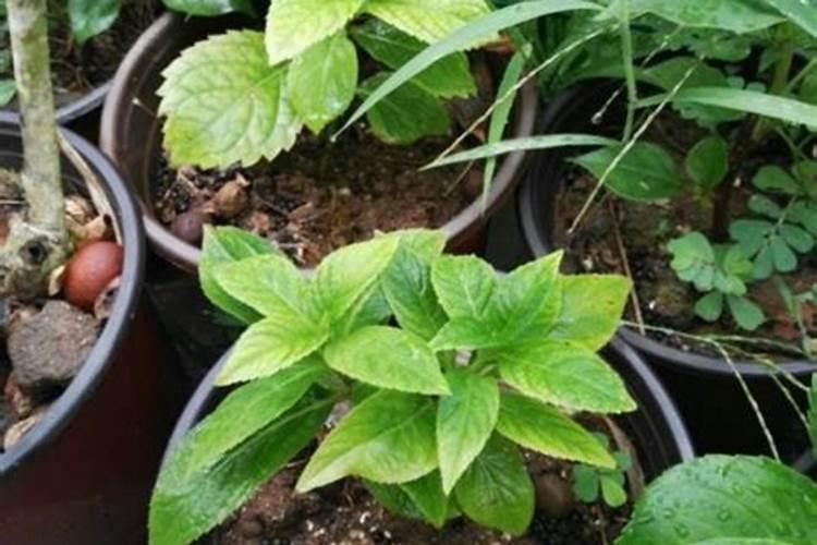 绣球花施什么肥