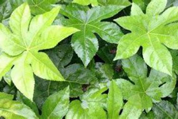 八角树的种植方法(种八角树需注意事项)