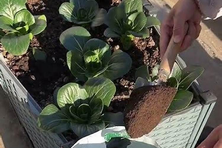 种菜用什么追肥长得快