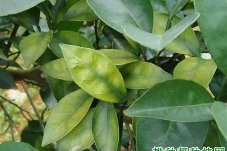 脐橙树叶中脉发黄和周围是怎么回事？