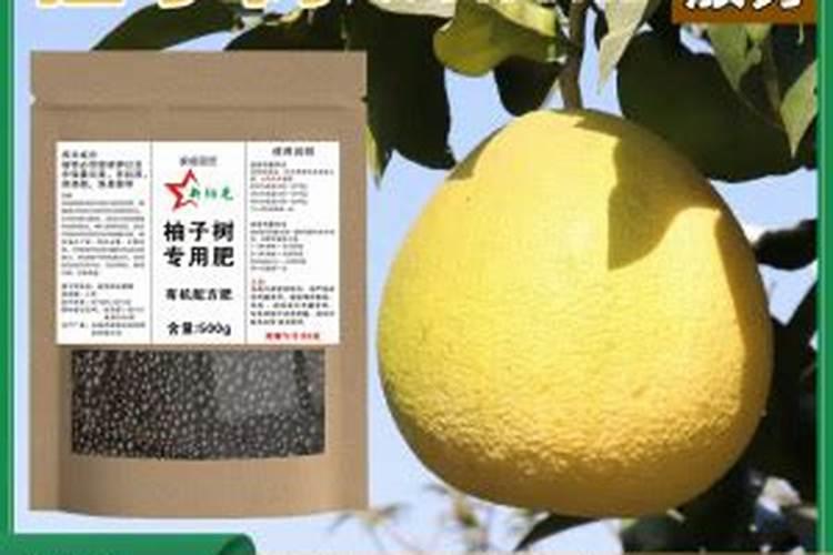 柚子早春如何施肥