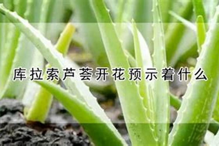 库拉索芦荟怎么养才能更旺盛