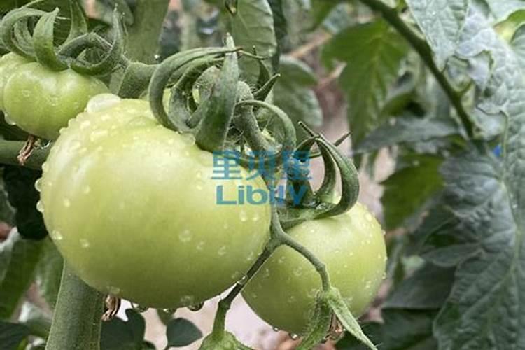 果树全年都使用水溶肥可以吗
