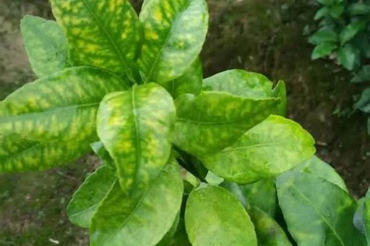 植物缺锌会出现哪些症状？