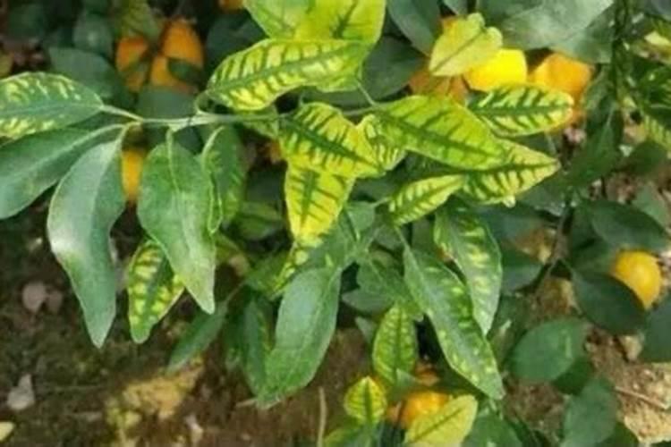 夏玉米缺素症缺锌(Zn)
