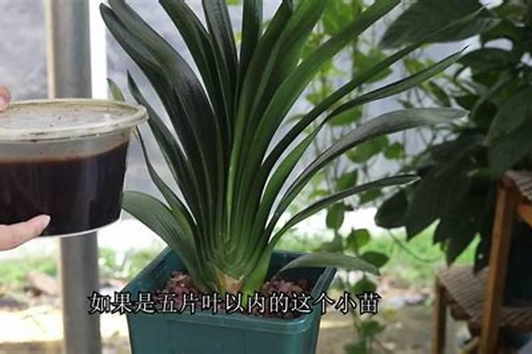 君子兰开花时需要施什么肥料？