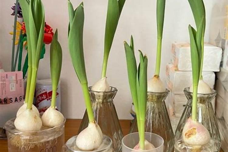郁金香插瓶水养有毒吗