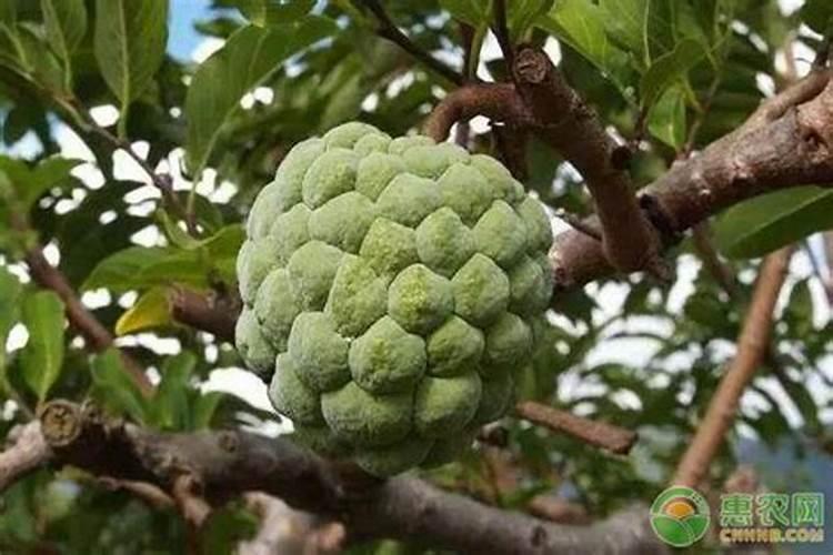 释迦果什么时间种植为宜 释迦果种植方法介绍