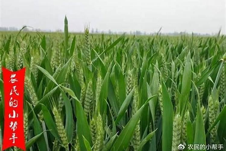 小麦打了除草剂几天能打叶面肥和药