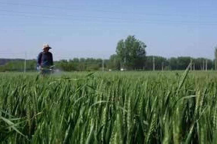 小麦拔节期打什么叶面肥最好