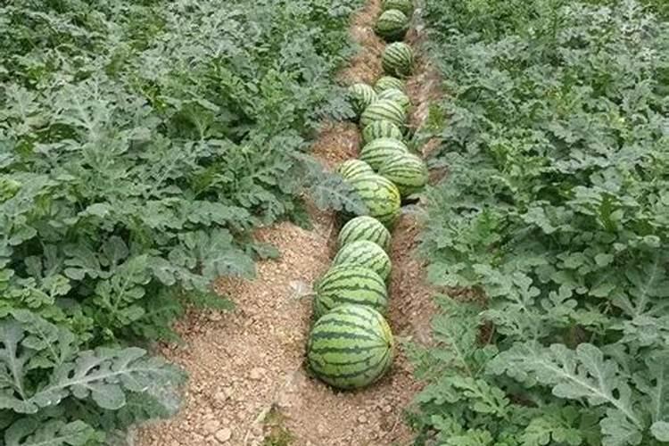 西瓜膨果肥已次用多少？