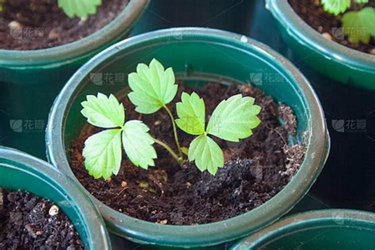 矿源黄腐酸钾水溶肥,黄腐酸钾黑金晶批发价格,矿源黄腐酸钾报价百度知...