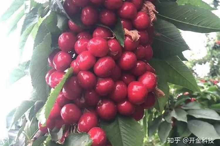 给樱桃树上肥料要离树多远,埋多深？