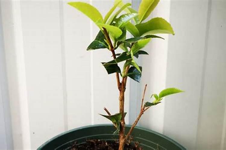 如何养茶花？