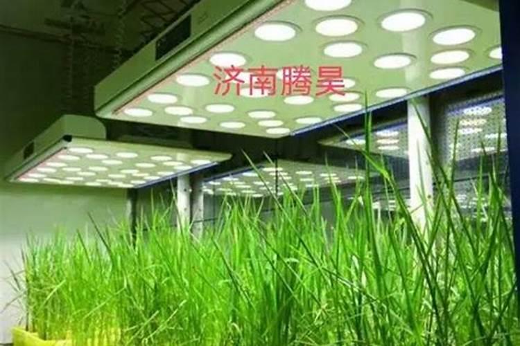 辣椒苗床期用什么肥料壮苗长得快 苗期管理不当