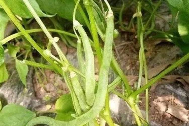 芸豆要想高产花期怎么管理