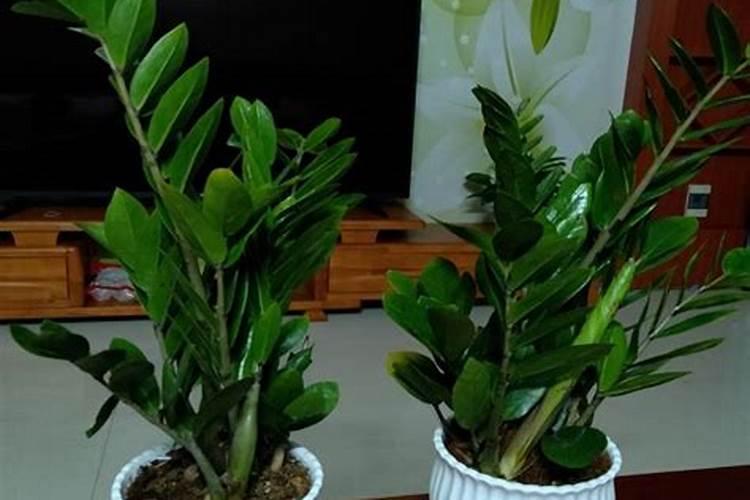 复合肥可以浇兰花吗