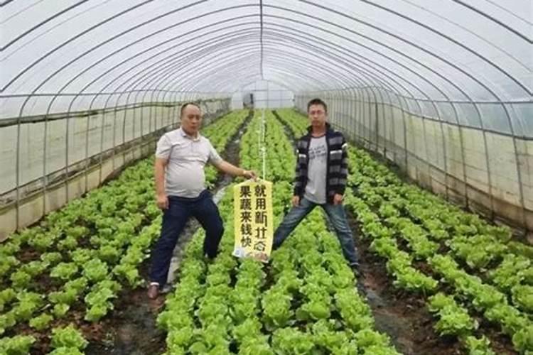 意大利生菜种植方法