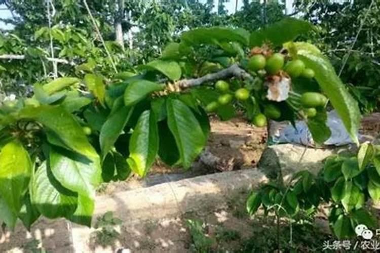 兰花施什么肥料最好