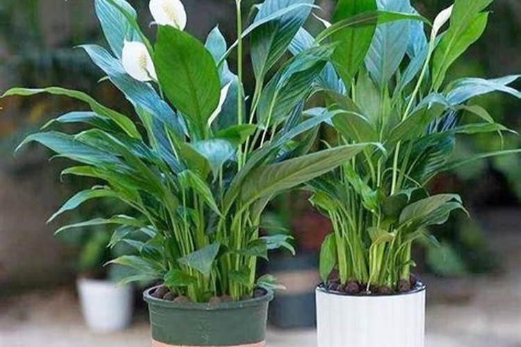 刚种的脐橙可以用什么肥料呢？