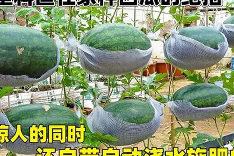 家里种西瓜要注意什么？
