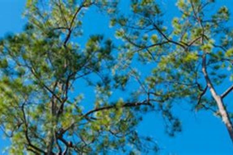 松树松针变黄是什么原因？