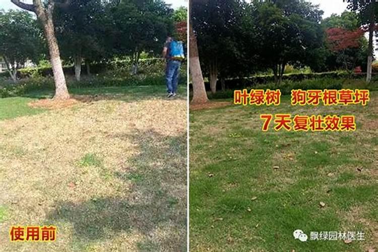 百合花叶子黄了是什么原因,百合花叶子黄了怎么办(图)