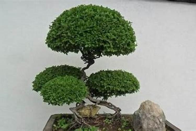 雀梅能室内养吗,生命力旺盛可室内养殖