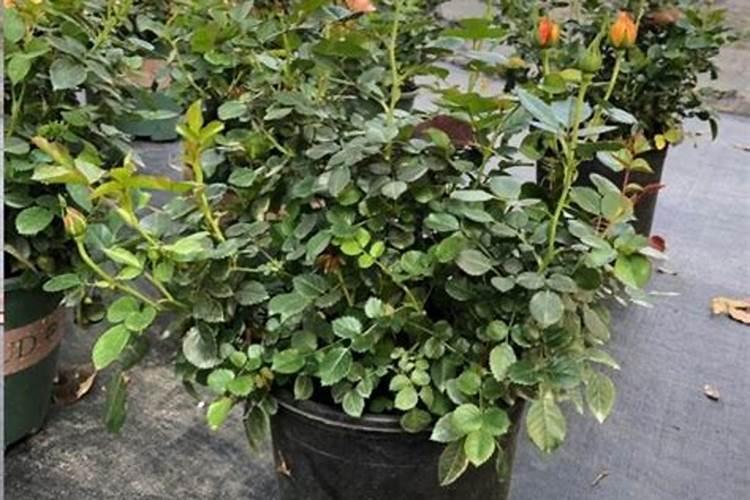 月季花冬季怎么施肥