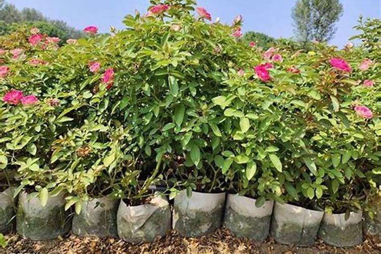 月季花怎么施肥花才能开的大