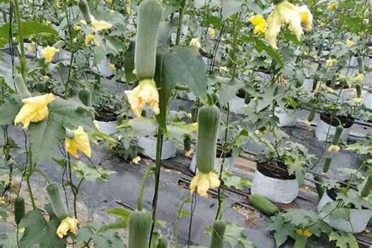 硼肥硼肥应用状况