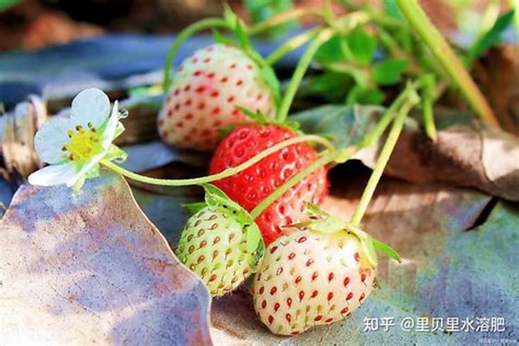草莓各个时期的施肥方案 草莓施肥时间和方法