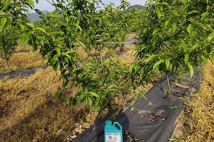 什么肥料能促长植物的根