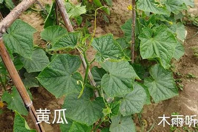 黄瓜能用复合肥追肥吗