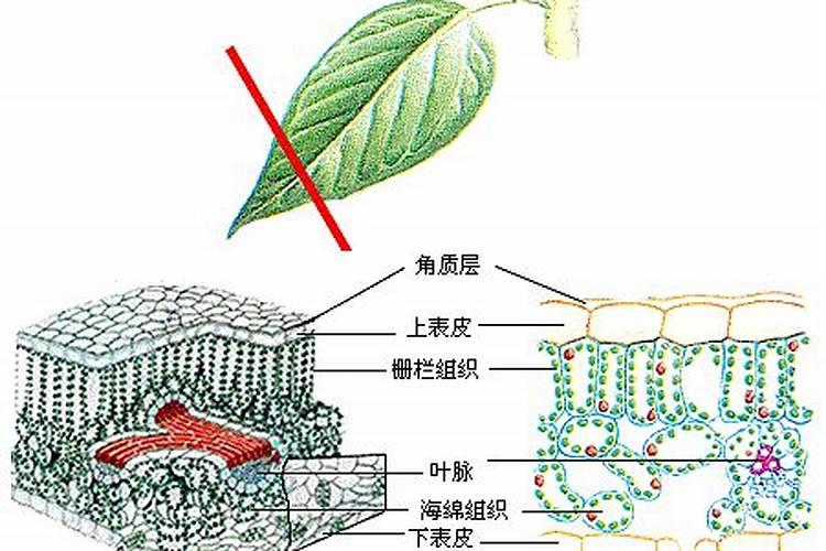 叶面肥复硝酚钠与尿素配比,叶面肥复硝酚钠有什么作用