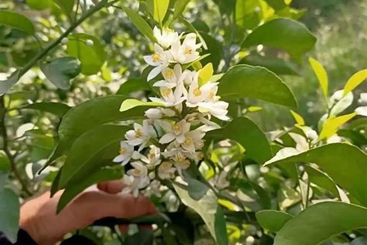 4月柑橘果树管理技术要点 柑橘花期怎么养殖