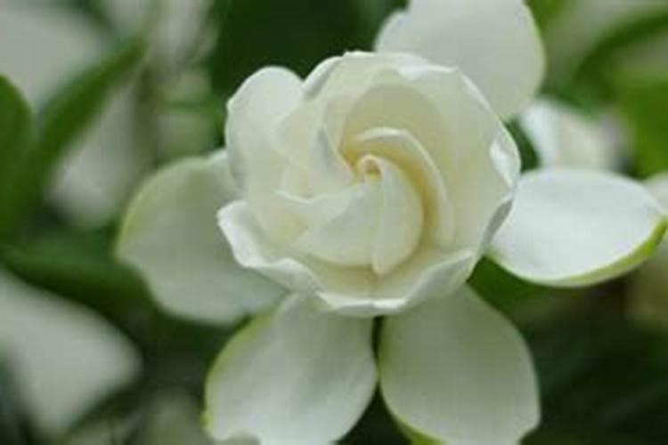 花期能施肥吗 花期可以施肥吗