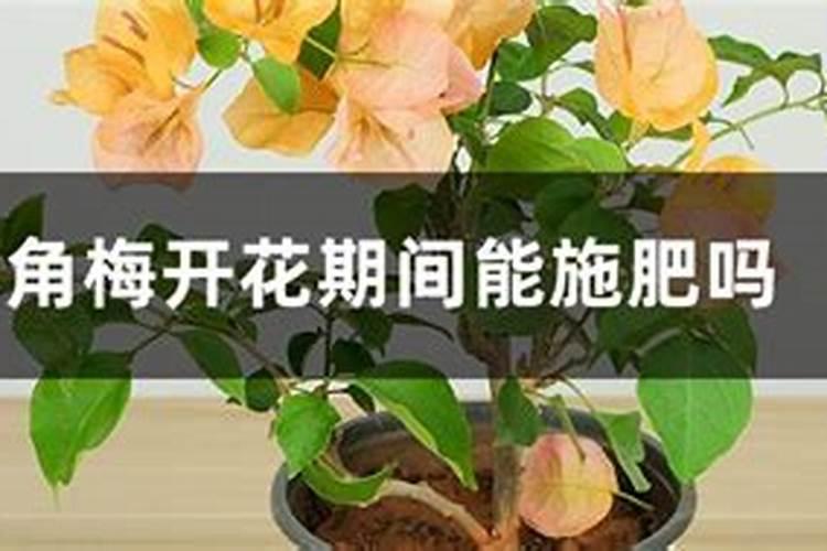 开花期间可以施肥吗