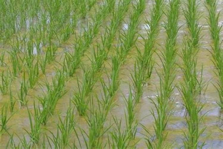 给大豆施肥,需要选用什么样的肥料？