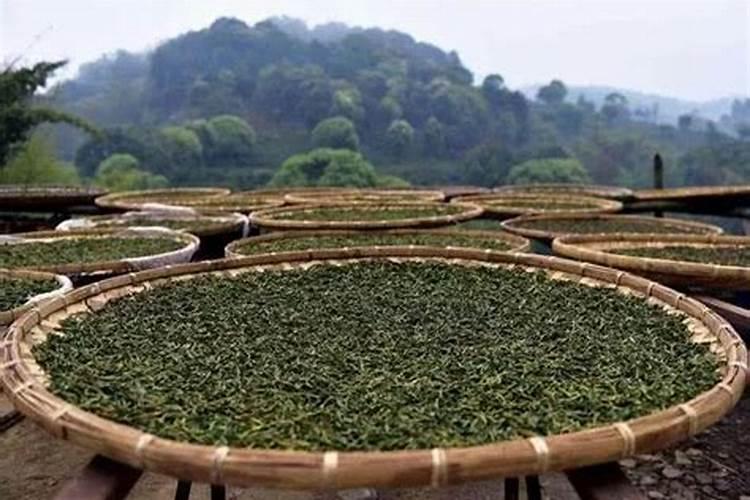 剩茶叶沤肥的方法 茶叶沤肥的方法