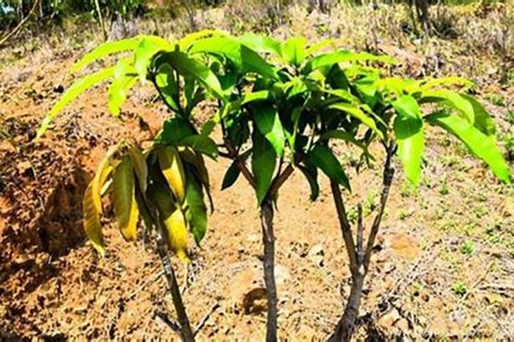 芒果树用什么肥料最好