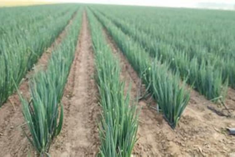 大葱秋分前后养什么样的化肥