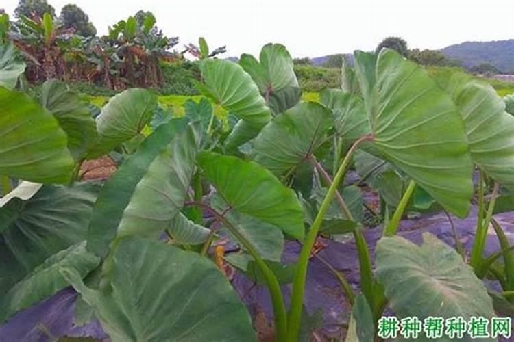 芋头生长喜欢什么肥料